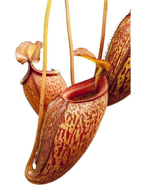 BE-3189 Nepenthes talangensis x mira