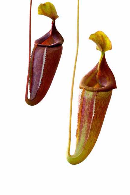 BE-3405 Nepenthes densiflora x ventricosa