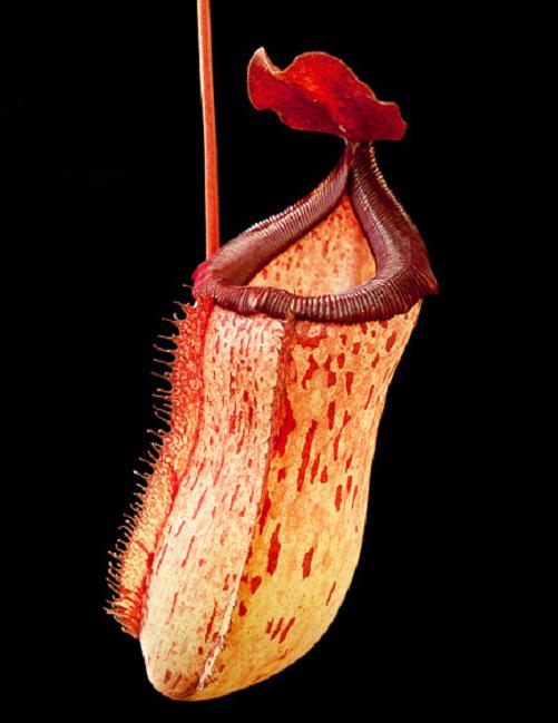 BE-3425 Nepenthes ventricosa x 'Lady Pauline'