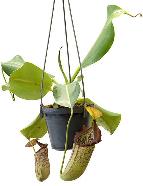 BE-3441 Nepenthes campanulata x robcantleyi