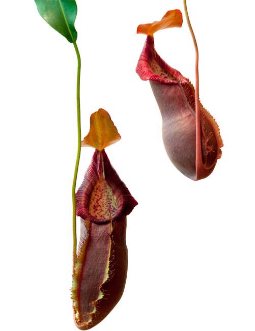 BE-3459 Nepenthes spathulata x diatas - typical sale plant