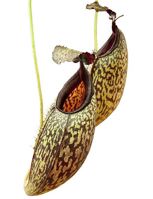 BE-3470 Nepenthes maxima x aristolochioides