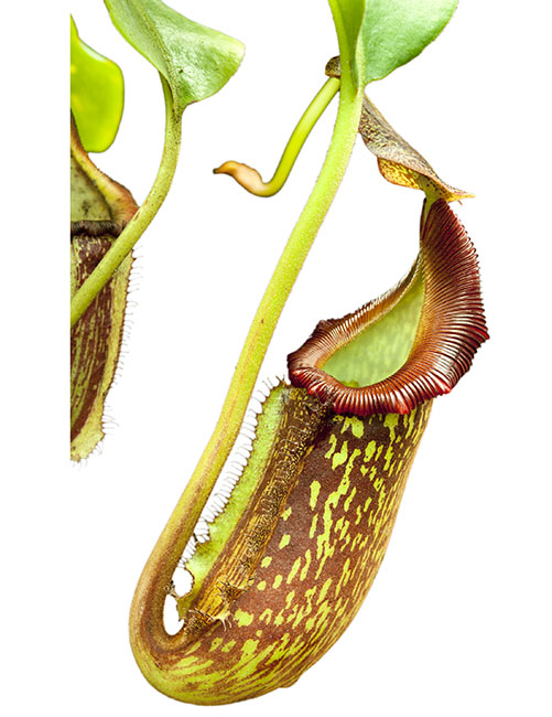 BE-3481 Nepenthes maxima x trusmadiensis