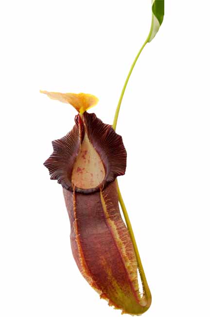 BE-3490 Nepenthes spathulata x singalana - juvenile pitcher