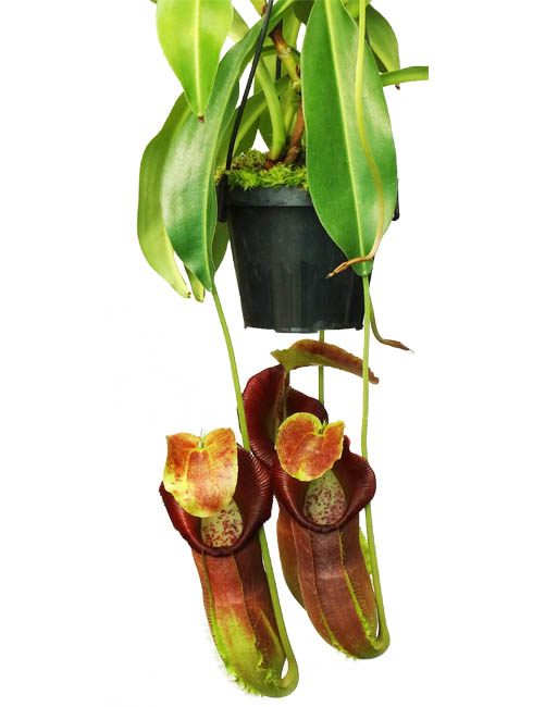 BE-3490 Nepenthes spathulata x singalana - juvenile plant