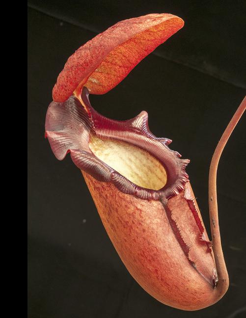 BE-3512 Nepenthes spathulata x dubia