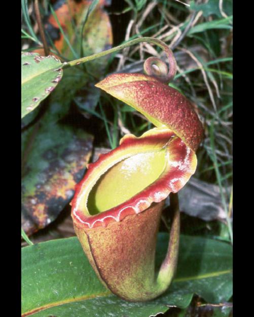 BE-3512 Nepenthes spathulata x dubia