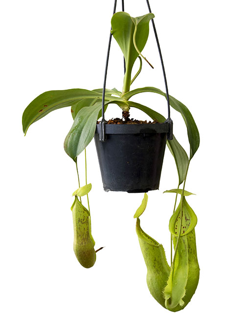 BE-3525 Nepenthes spathulata x mindanaoensis