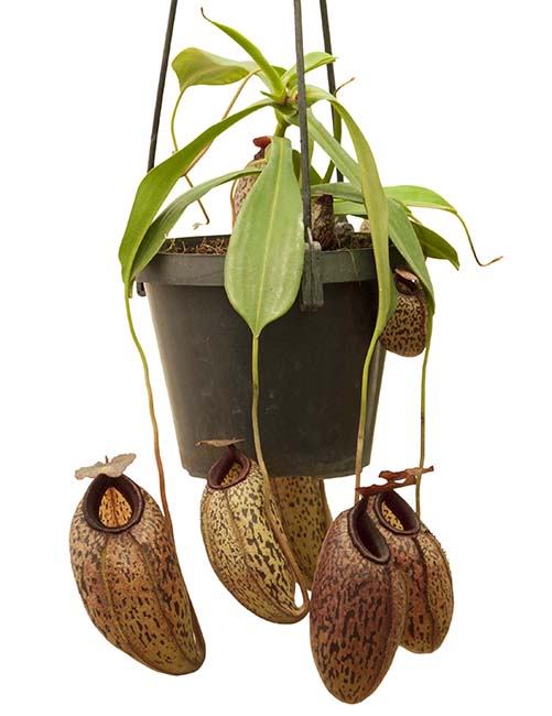 BE-3532 Nepenthes (spectabilis x ventricosa) x aristolochioides