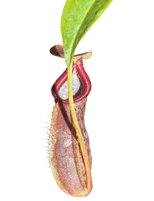 BE-3537 Nepenthes singalana x (ventricosa x maxima) - juvenile pitcher