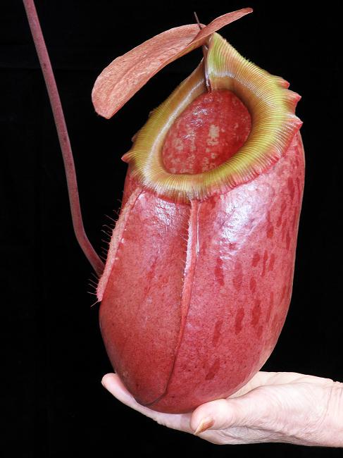 BE-3542 Nepenthes sibuyanensis x merrilliana