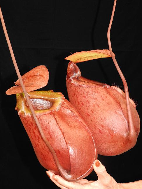 BE-3542 Nepenthes sibuyanensis x merrilliana - a different form from the same grex of seeds