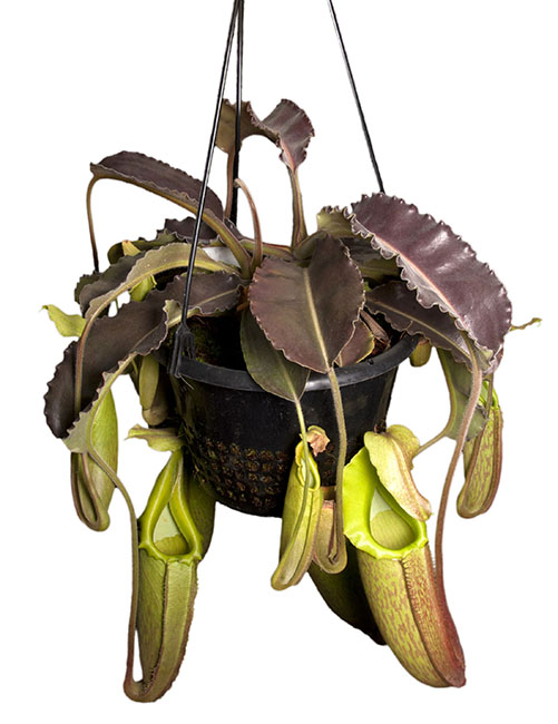 BE-3543 Nepenthes maxima - wavy leaf form, yellowish pitchers