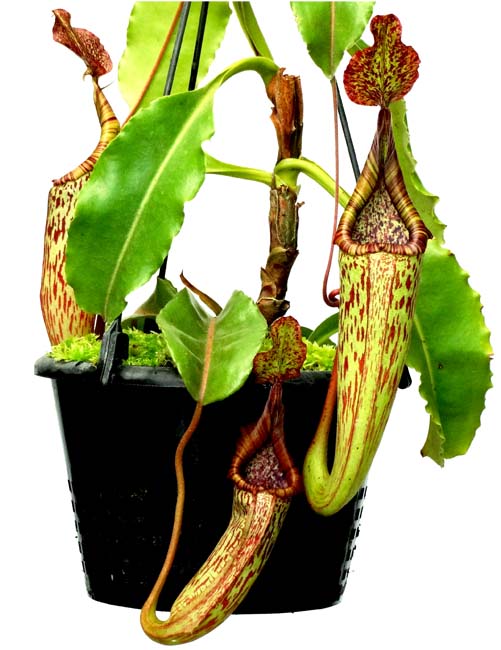 BE-3543 Nepenthes maxima - wavy leaf form, red striped pitchers from the same grex of seeds