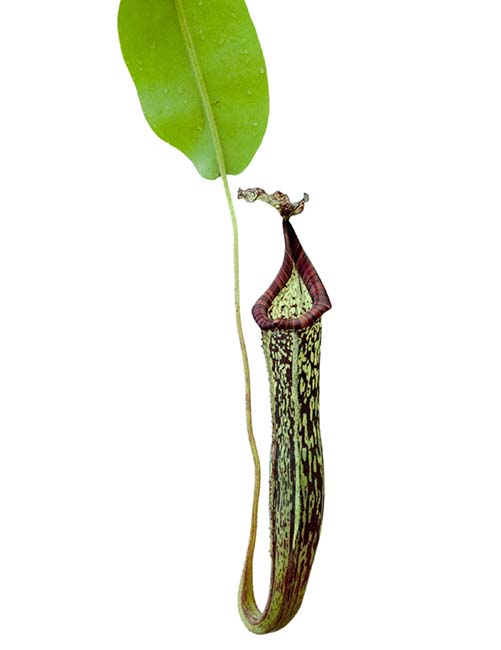 BE-3548 Nepenthes maxima x vogelii