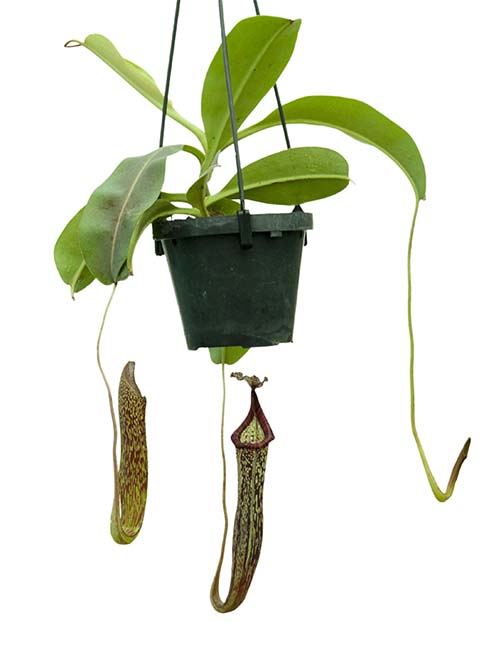 BE-3548 Nepenthes maxima x vogelii