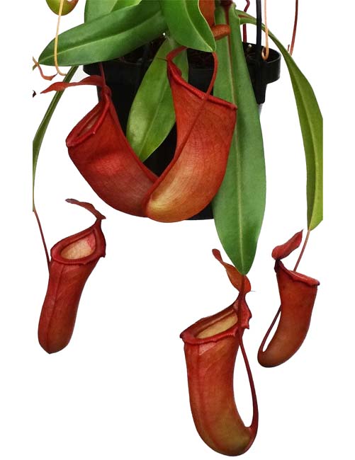 BE-3571 Nepenthes ventricosa x dubia