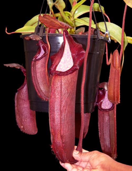 BE-3573 Nepenthes densiflora x robcantleyi