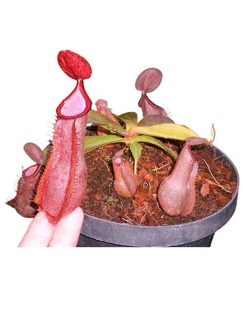 BE-3586 Nepenthes tobaica x (spathulata x spectabilis)