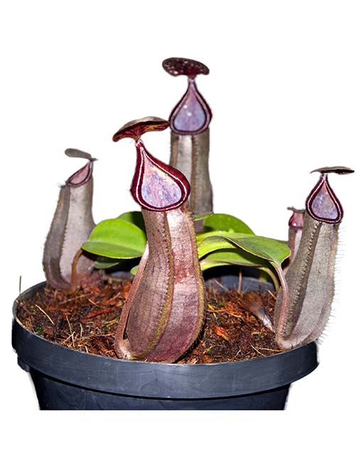 BE-3593 Nepenthes tobaica x robcantleyi