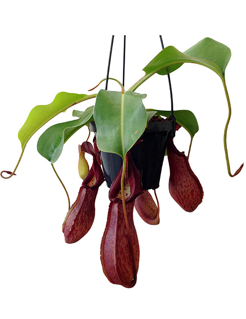 BE-3640 Nepenthes petiolata x robcantleyi
