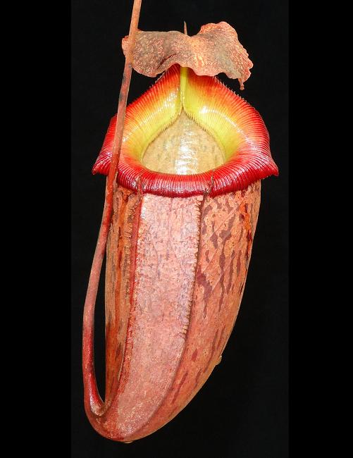BE-3641 Nepenthes talangensis x sibuyanensis